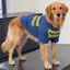 【Ready Stock】 Summer Thin Large Dog Clothes Anti-Lint Golden Retriever Alaska Breathable Sun Protection Big Dog Cool Clothes Solid Color zLJt