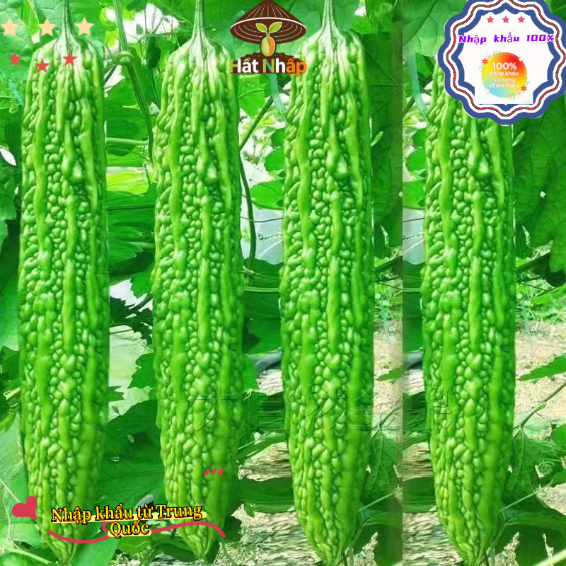 Hạt giống mướp đắng xanh siêu trái，1cái túiKhoảng 10 viên thuốc，-k007