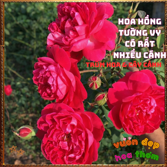 Chậu Hoa Hồng TƯỜNG VI thơm nồng đậm dễ trồng nhât cây siêu khỏe ️📩 Hoa Mười Giờ Bonsai & Phụ Kiện
