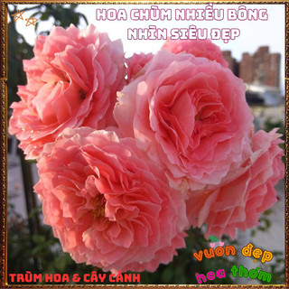 Chậu Hoa Hồng Nhật Corail Gelee Bông To Đại Nở Bền 2 Tuần Siêu Thơm🍟 VƯỜN HOA CỔ TÍCH