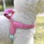 26 Dây Xích Chó Yên Xe Phong Cách Chống Cháy Nổ Okinawa Ngực Lưng Teddy Bichon Corgi Nhỏ Vừa Chó Đa Năng Ngực Thú Cưng