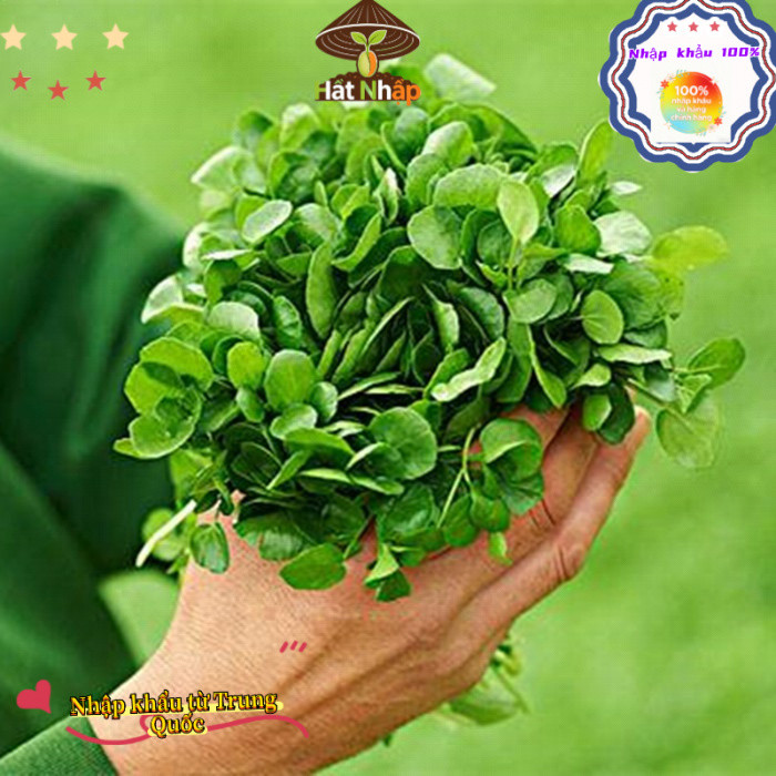 Hạt giống rau cải xoong, xà lách xoong trồng cạn giàu dinh dưỡng-k016
