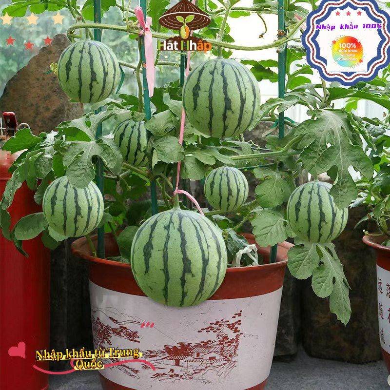 Trung Quốc nhập khẩu，Hạt giống dưa hấu táo baby siêu giòn ngọt，Bao bì gốc 50 viên nang，-k004