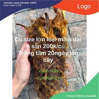 - củ giống cây dương xỉ culi size to mầm cao sẵn , trồng 20 ngày sẽ lên cây
