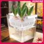 Hộp đựng thủy canh JASMINE có giỏ hỗ trợ thoáng khí Hạt hoa Tulip Chậu hoa thủy canh 4 lỗ Chậu hoa không đất Trang trí nhà cửa JASMINE