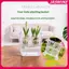 Hộp đựng thủy canh JASMINE có giỏ hỗ trợ thoáng khí Hạt hoa Tulip Chậu hoa thủy canh 4 lỗ Chậu hoa không đất Trang trí nhà cửa JASMINE
