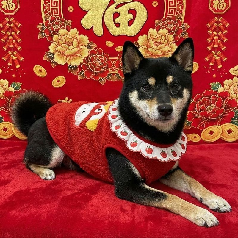 Đỏ Shiba Inu Schnauzer Corgi Chó Lớn Vừa Dễ Thương Thêu Áo Vest Năm Mới Lễ Hội Thú Cưng Lông Cừu Vest