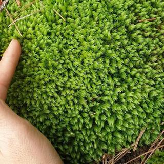 Rêu cushion tiểu cảnh bonsai, đắp tường rêu, terrarium, dùng làm nền