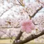 GILL Móc Khóa, Sakura Series Túi Mềm Quyến Rũ, Thời Trang DIY Quà Tặng Sang Trọng Túi Mặt Dây Chuyền Ba Lô Trang Trí