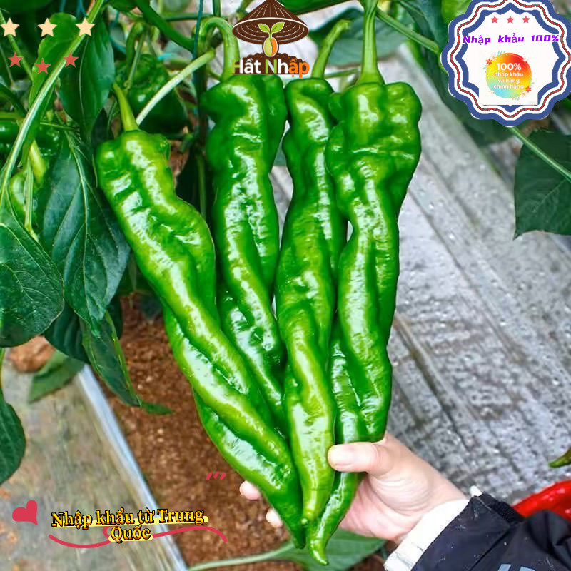 Hạt Giống Ớt_ Xanh_ Hàn Quốc(250 hạt) -Ngọt, Cay Nhẹ, chịu nhiệt và năng suất cao - k053