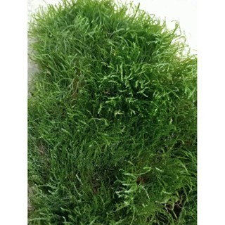 vỉ rêu java siêu rẻ  đã ươm vào vỉ inox kích thước 8x16cm|| Rêu Gắn Bonsai, gắn layout thuỷ sinh, bể cá cảnh