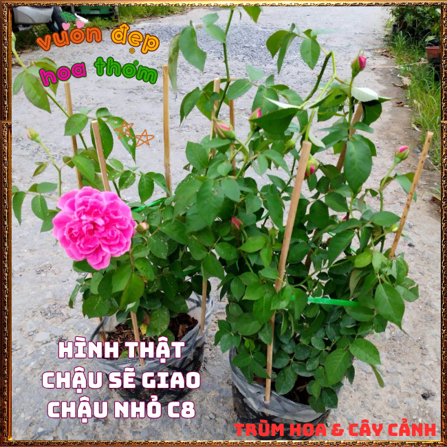 Chậu Hoa Hồng Tường Vi Siêu Phẩm Hương Thơm Cực Kỳ Dễ Trồng 📕 TRÙM HOA VÀ CÂY CẢNH