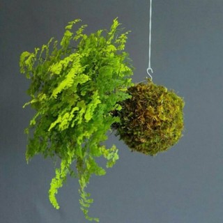 - .. Bóng cầu rêu kokedama decor không gian, loại đặc .