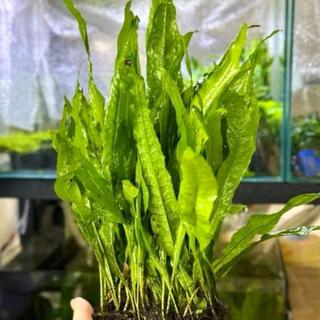 Dương xỉ Java - Cây thủy sinh Microsorum pteropus 10-25cm màu xanh lá đậm dễ trồng và chăm sóc phù hợp trồng trong  nước