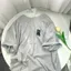 Sét Bộ quần rộng Hoạ tiết mèo đầu kiti + Áo thun croptop hình ngựa in ng ực-chang31589