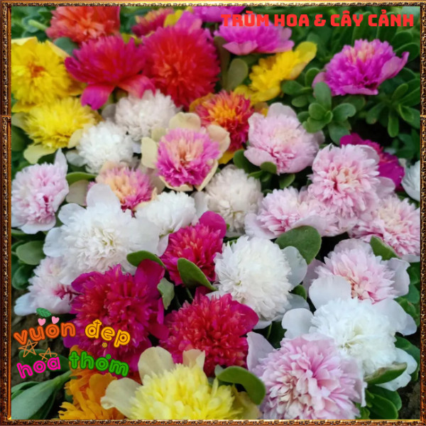 Cành Hoa SAM KÉP NỞ CẢ NGÀY tuyệt đẹp rực rỡ siêu đáng yêu dễ trồng️📩 Hoa Mười Giờ Bonsai & Phụ Kiện