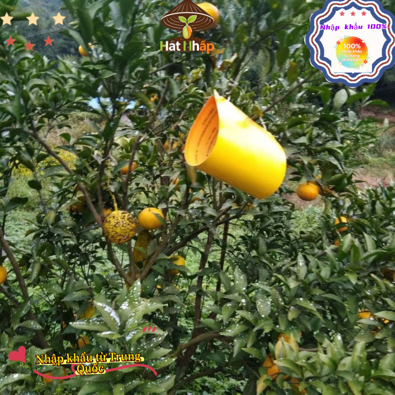 Bẫy ruồi vàng, bẫy màu côn trùng 2 mặt - Hiệu quả với nhiều loài gây hại cho vườn lan, rau hoa màu và cây ăn trái，