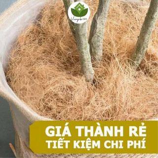 ( 5kí )- Chỉ cước xơ dừa buộc lan bonsai – sợi siêu dai