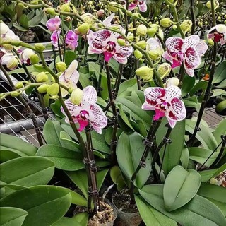 [GIAO HÀNG 3-5 NGÀY] Kẹp cành cây cho cây phong lan và cây leo, Kẹp hỗ trợ bằng nhựa bền, Cố định dễ dàng để huấn luyện cây nho, 50 / 100 / 200 Cái Tùy chọn cho vườn nhà