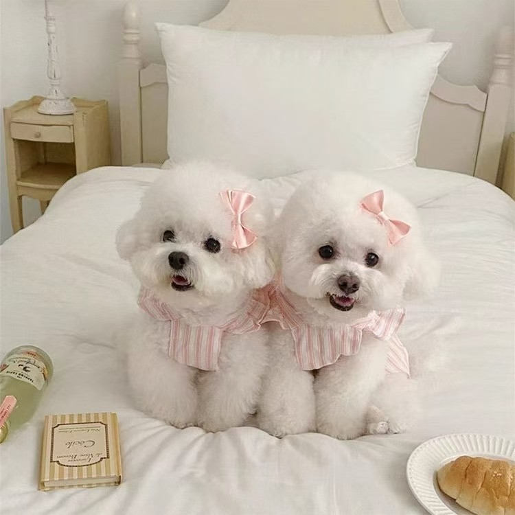 [Pet-Eleven] Quần áo dễ thương cho mèo Chó Váy sọc tay bay nhỏ dễ thương Chó nhỏ Teddy Vàng Gradient Quần áo mèo Muppet