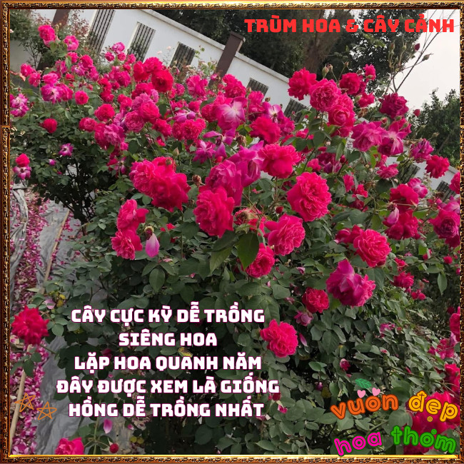 Chậu Hoa Hồng TƯỜNG VI thơm nồng đậm dễ trồng nhât cây siêu khỏe ️📩 Hoa Mười Giờ Bonsai & Phụ Kiện