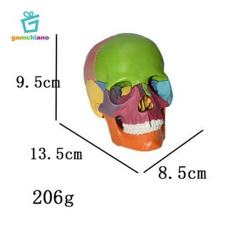 Gamchiano Palm Sized 1: 1 Mô hình PVC, 15 bộ phận Thiết bị giảng dạy có thể tháo rời, Mô hình Mini kích thước cuộc sống