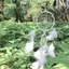 TRTR Trắng Dream Catcher Tròn Lông Vũ Treo Tường Trang Trí Trang Trí Thủ Công VN