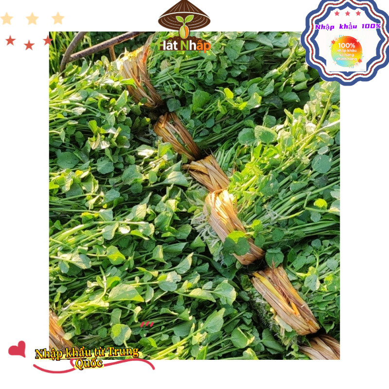 Hạt giống rau cải xoong, xà lách xoong trồng cạn giàu dinh dưỡng-k016
