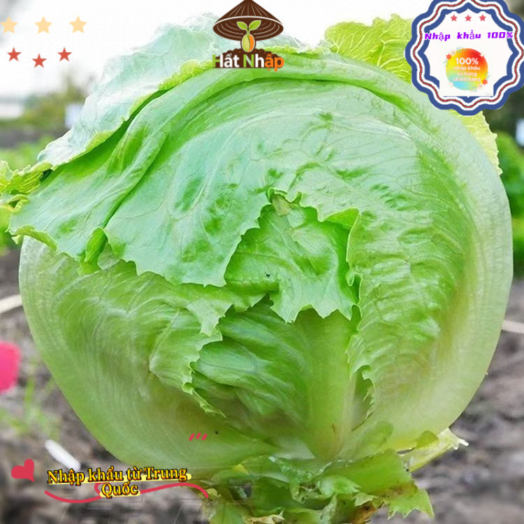 Hạt giống rau xà lách cuộn Iceberg giòn ngọt，-k018