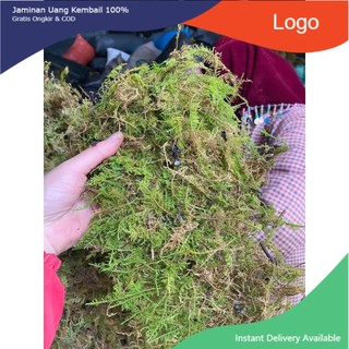 - 1kg Rêu rừng khô (có sẵn) dùng để trang trí tiểu cảnh,chậu hoa giúp giữ ẩm bề mặt chậu trồng hoa lan,