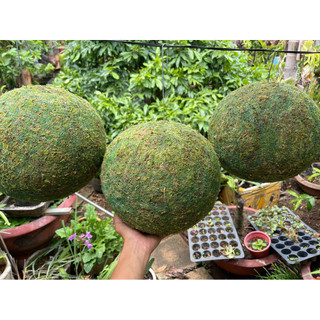 - .. Bóng cầu rêu kokedama decor không gian, loại đặc .