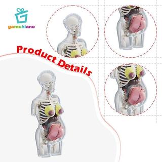 Gamchiano Mô hình giải phẫu cơ thể con người Đồ chơi giáo dục Các bộ phận có thể tháo rời Lắp ráp giải phẫu
