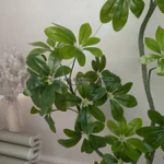 Cây Giả Ngũ Gia Bì Nhập Khẩu Lá Nhựa In 5D Không Chậu – Decor Phòng Khách Văn Phòng Khách Sạn Nhà Hàng – Cảnh Nhi Flower — ảnh 6