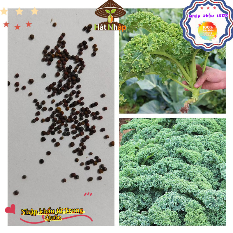 Hạt giống cải kale, cải xoăn chịu nhiệt，-k009