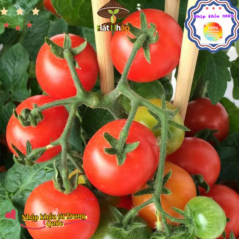 Hạt giống cà chua chịu nhiệt，-k003