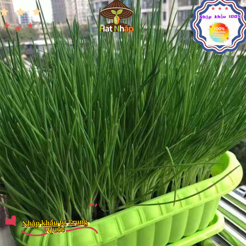 Hạt giống hành lá, hành hương cao sản，1cái túiKhoảng 1000 viên thuốc，-k013