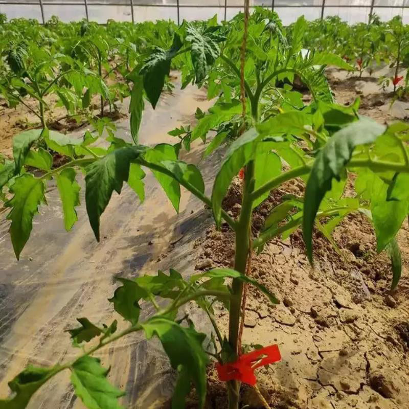 Kẹp Nhựa Cố Định Dây Leo KDL Tháp Xanh Kẹp Cà Chua Dưa Lưới Chống Gãy Thân, Kẹp Dưa, Dưa Leo, Kẹp Hoa