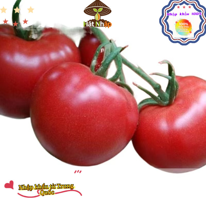Hạt giống cà chua chịu nhiệt，-k003