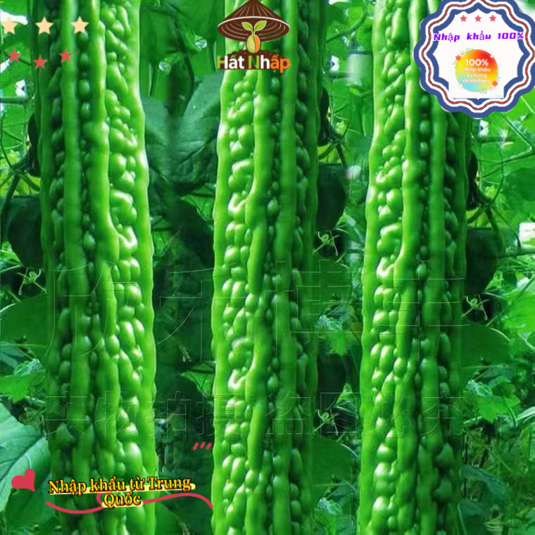 Hạt giống mướp đắng xanh siêu trái，1cái túiKhoảng 10 viên thuốc，-k007