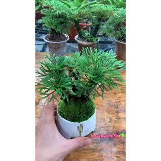 - combo 5 cây trường sinh thảo xem kĩ video dùng trang trí tiểu cảnh , hòn non bộ,chậu để bàn ,setup terarium...vv