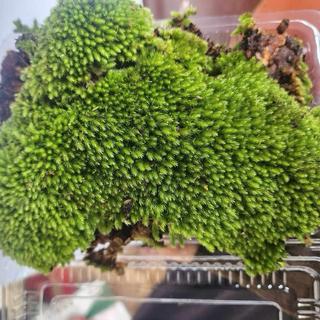 Rêu cushion tiểu cảnh bonsai, đắp tường rêu, terrarium, dùng làm nền