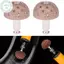 Dụng cụ mài PUSKY Sửa chữa lốp Đầu mài thô Grit Bánh xe đánh bóng có thanh liên kết Bánh xe đánh bóng lốp Dụng cụ sửa chữa lốp VN