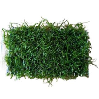 Rêu Java trang trí hồ thuỷ sinh (1hộp 2 lớp)
