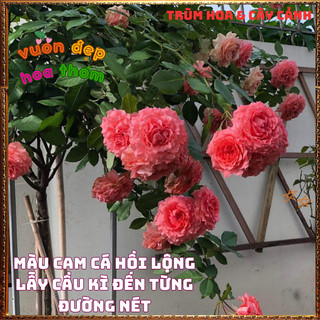 Chậu Hoa Hồng Corail Gelee Nở Bền Thơm Đậm Bông To Từng Chùm Mĩ Mãn️📬 Làng Hoa Sa Đéc