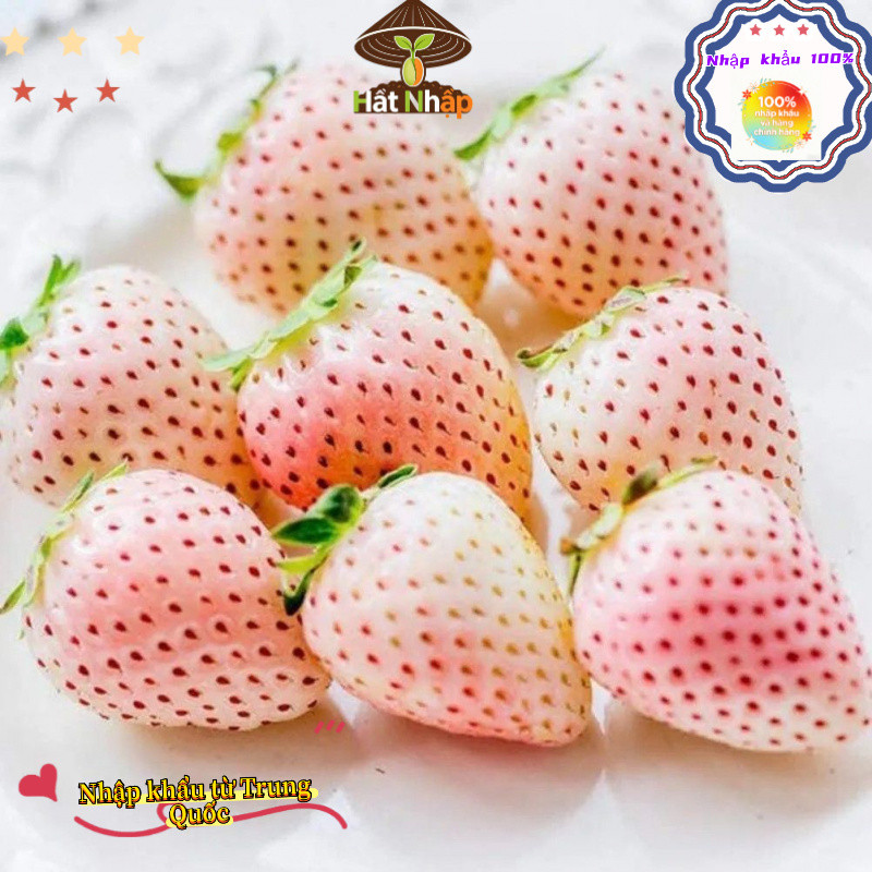 Hạt giống dâu tây chịu nhiệt Nhật Bản bốn mùa，Dâu tây kem，-k001-k002