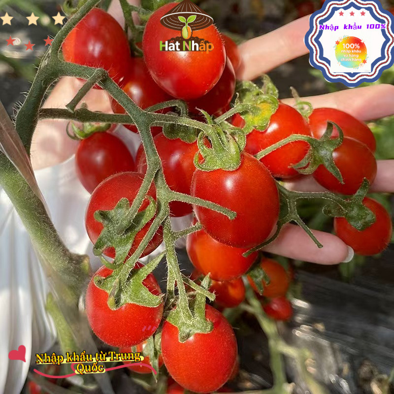 Hạt giống cà chua cherry đỏ chịu nhiệt，-k006