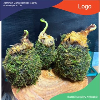 - AAA CỦ DƯƠNG XỈ CULI LÔNG VÀNG KOKEDAMA