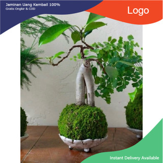 - AA A kokedama quả cầu rêu tự nhiên đủ kích thước( làm từ rêu tự nhiên hàng làm thủ công)