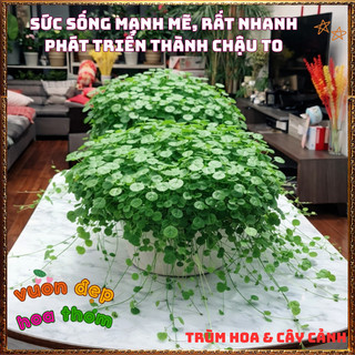 Chậu Cỏ Đồng Tiền Rau Má Kiểng Siêu Dễ Trồng Xinh Xắn Mang May Mắn️📜 Hoa Giống Mới Siêu Đẹp, Dễ Trồng