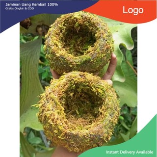 - .. Quả cầu rêu Kokedama(ảnh thật tự chụp) làm chậu trồng cây, chậu bay, chậu treo .